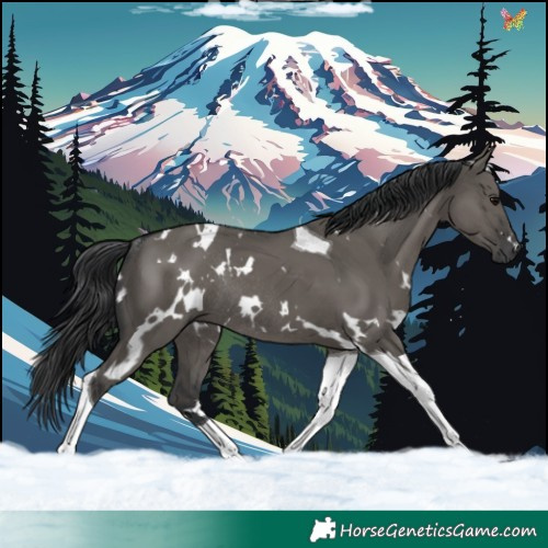 Horse Color:White Spotted Grullo Tobiano Rabicano 