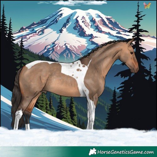 Horse Color:Bay Dun Tobiano Rabicano 