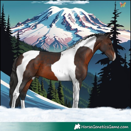 Horse Color:Brown Tobiano 