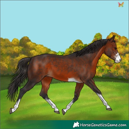 Horse Color:Brown Sabino Tobiano 