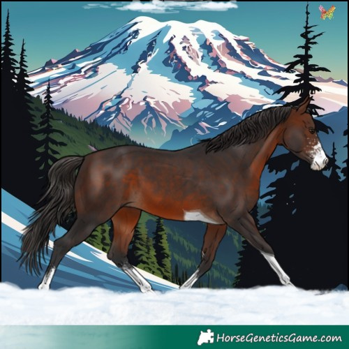 Horse Color:Brown Sabino Tobiano 