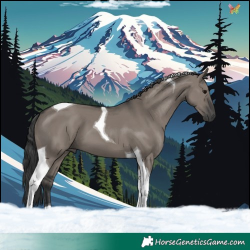 Horse Color:Grullo Tobiano 