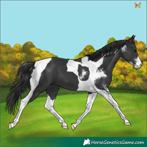 Horse Color:Black Sabino Tobiano 
