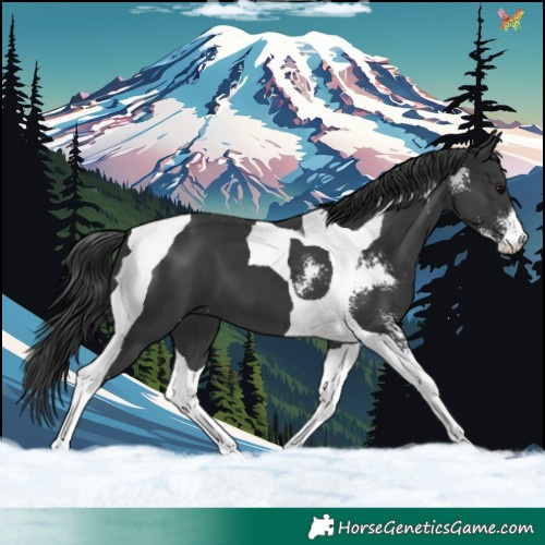 Horse Color:Black Sabino Tobiano 