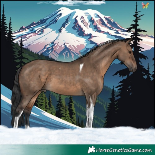 Horse Color:Brown Dun Tobiano 