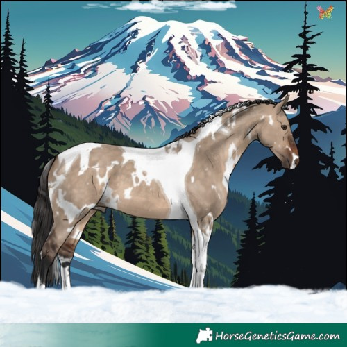 Horse Color:White Spotted Brown Dun Tobiano 