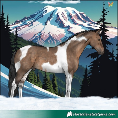 Horse Color:Brown Dun Tobiano 