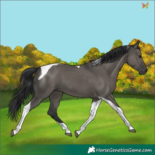 Horse Color:Grullo Tobiano 