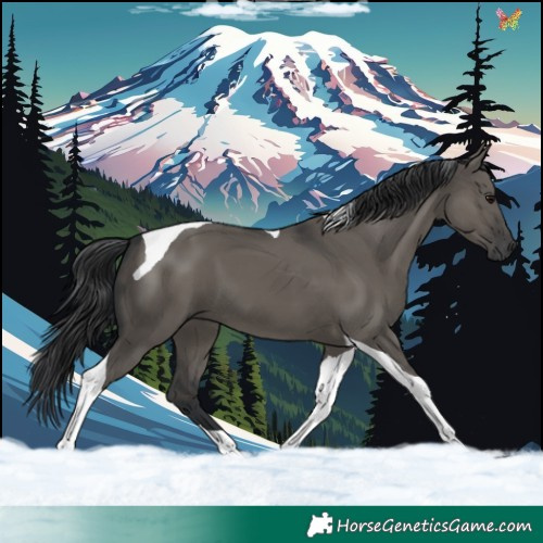 Horse Color:Grullo Tobiano 
