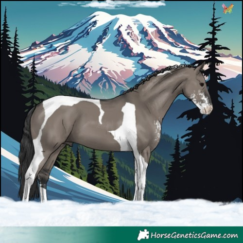 Horse Color:Grullo Sabino Tobiano 