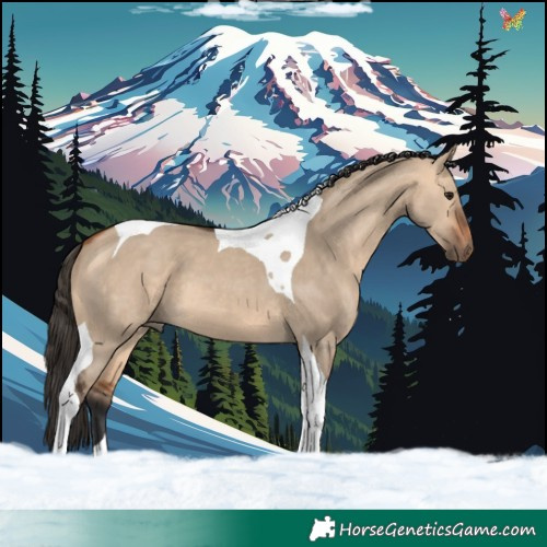 Horse Color:Bay Dun Tobiano 