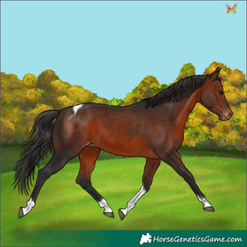 Horse Color:Bay Tobiano Varnish 