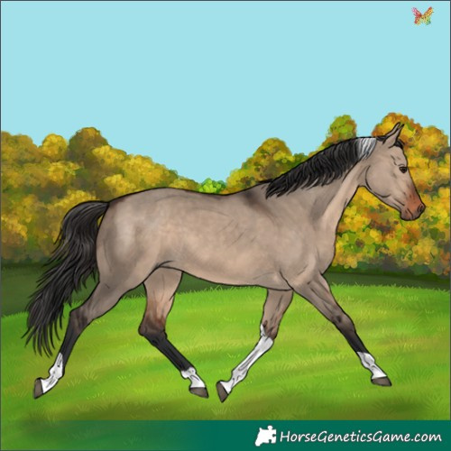 Horse Color:Brown Dun Tobiano Rabicano 