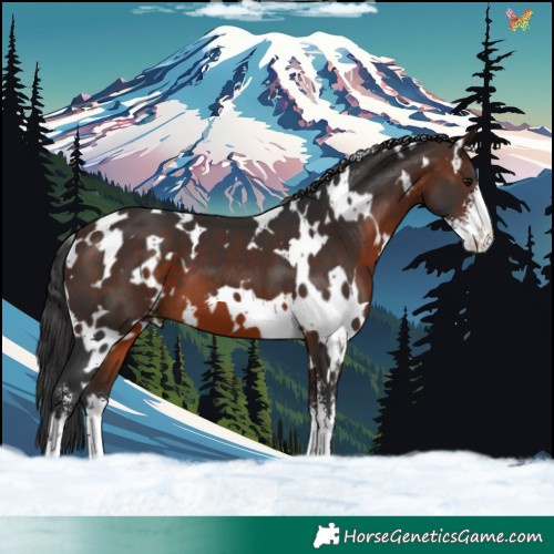 Horse Color:White Spotted Brown Sabino 