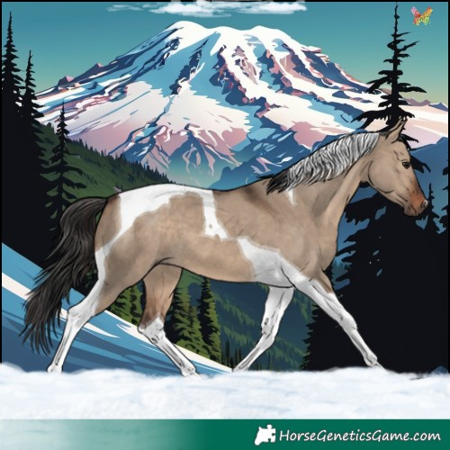 Horse Color:Brown Dun Tobiano 