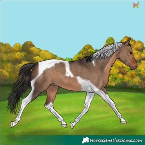 Horse Color:Brown Dun Tobiano 