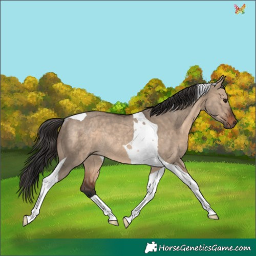 Horse Color:Brown Dun Tobiano Rabicano 