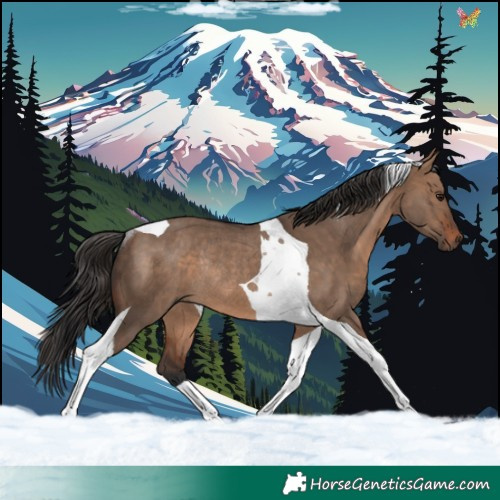 Horse Color:Brown Dun Tobiano Rabicano 