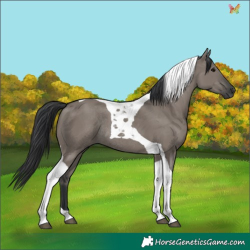 Horse Color:Grullo Tobiano Rabicano 