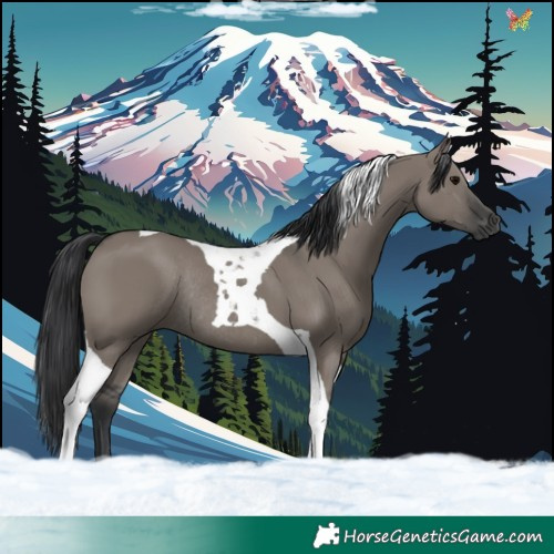 Horse Color:Grullo Tobiano Rabicano 