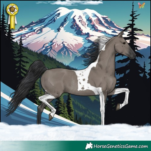 Horse Color:Grullo Tobiano Rabicano 