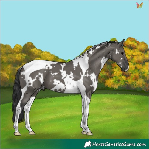 Horse Color:White Spotted Grullo Tobiano 