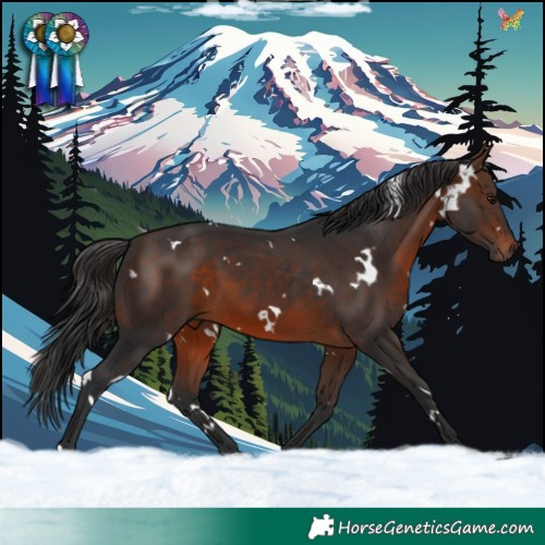Horse Color:White Spotted Brown 