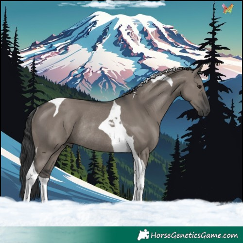 Horse Color:Grullo Tobiano Rabicano 