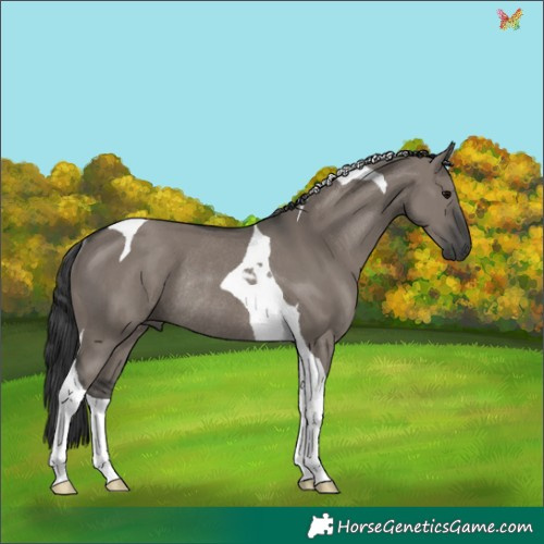 Horse Color:Grullo Tobiano Rabicano 