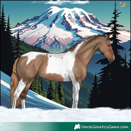 Horse Color:Liver Red Dun Tobiano 