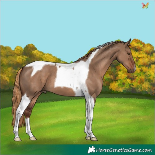 Horse Color:Liver Red Dun Tobiano 