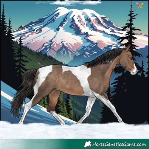 Horse Color:Bay Dun Sabino Tobiano Rabicano 