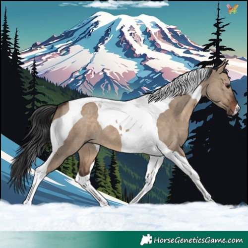 Horse Color:Brown Dun Tobiano 