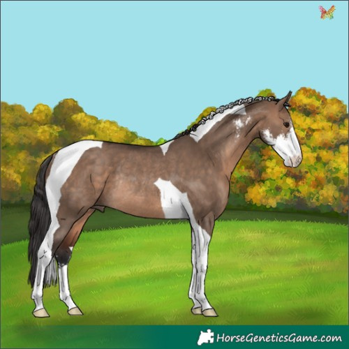 Horse Color:Brown Dun Sabino Tobiano Rabicano 