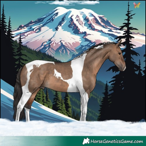 Horse Color:Brown Dun Tobiano 