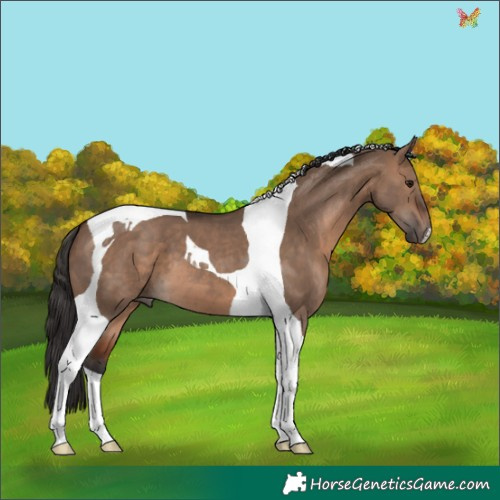 Horse Color:Brown Dun Tobiano 