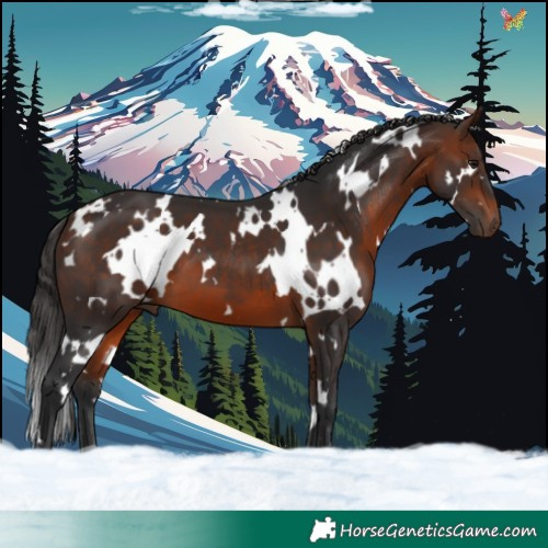 Horse Color:White Spotted Bay 