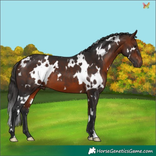 Horse Color:White Spotted Bay 