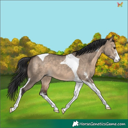 Horse Color:Brown Dun Sabino Tobiano 