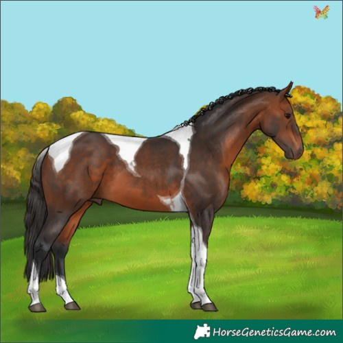 Horse Color:Bay Tobiano 