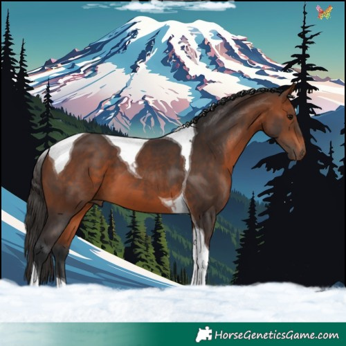 Horse Color:Bay Tobiano 