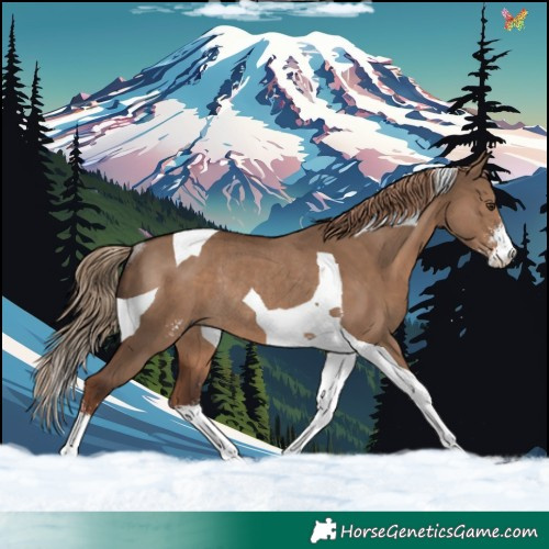 Horse Color:Liver Red Dun Sabino Tobiano Rabicano 