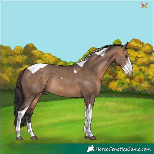 Horse Color:Bay Dun Sabino Tobiano Rabicano 