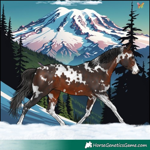 Horse Color:White Spotted Brown Sabino 