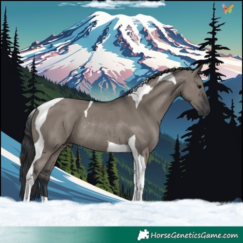 Horse Color:Grullo Tobiano Rabicano 