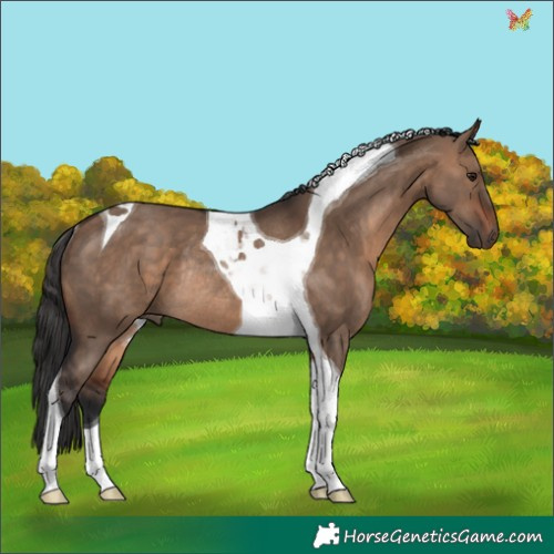 Horse Color:Brown Dun Tobiano Rabicano 