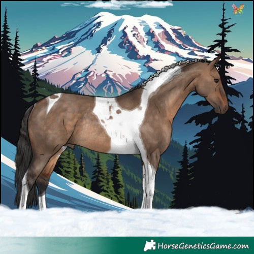 Horse Color:Brown Dun Tobiano Rabicano 