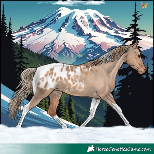 Horse Color:Red Dun Tobiano Appaloosa 