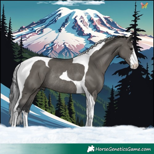 Horse Color:Grullo Sabino Tobiano Rabicano 