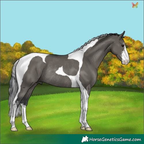 Horse Color:Grullo Sabino Tobiano Rabicano 